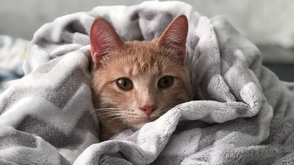 orange tabby cat on gray blanket